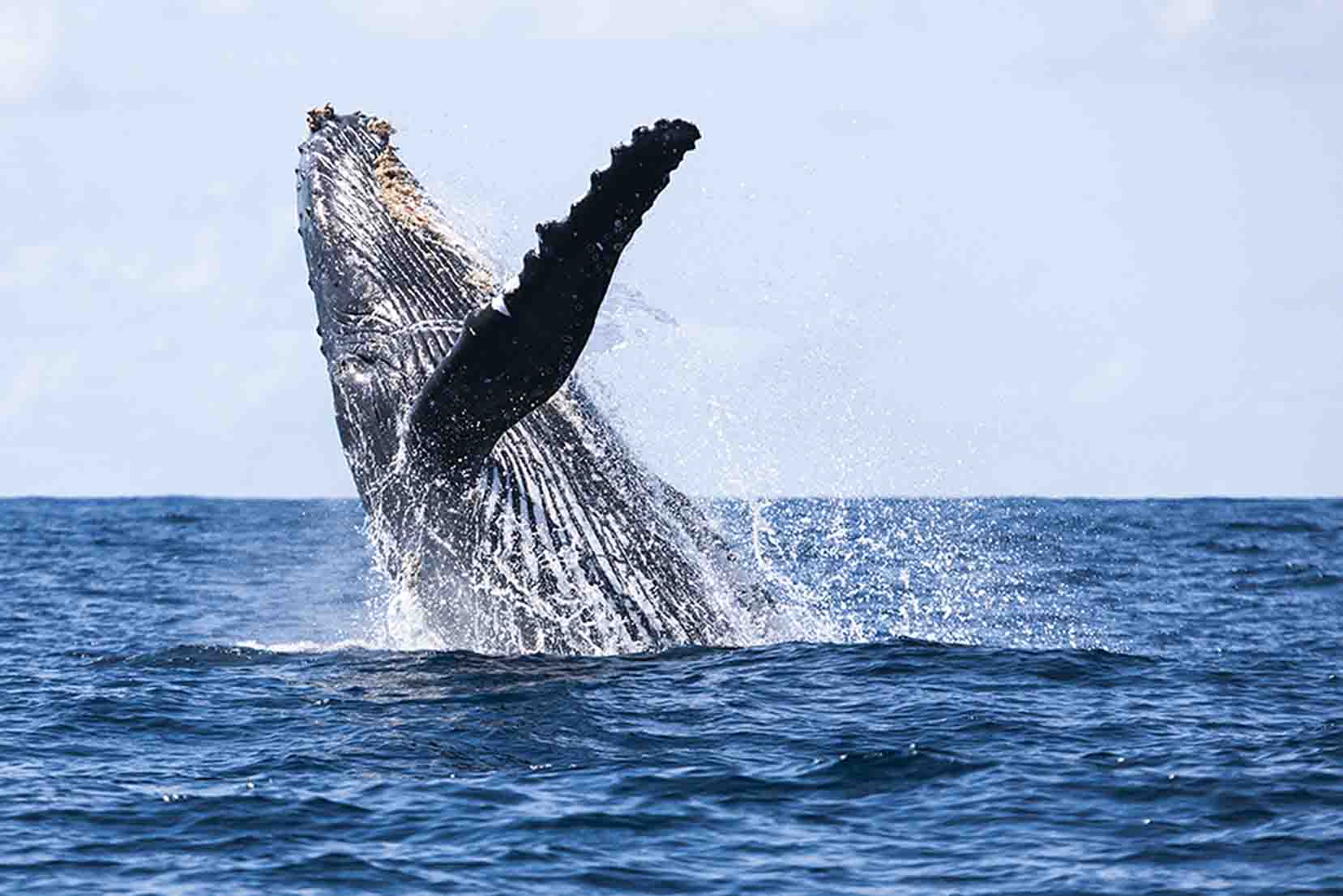 Observação de Baleias