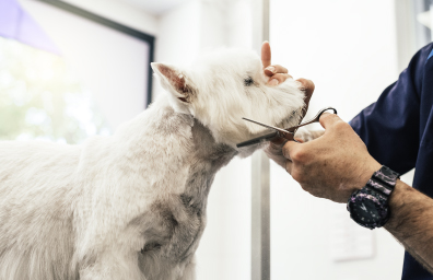 Grooming Royal Paws Pet Spa & Boutique
