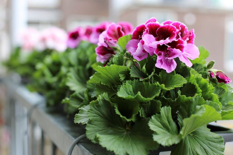 9 Gerani Zonali Fioriti In Vaso 14 Cm | Piante Vere Rosa Grandi Dimensioni Produzione Italiana