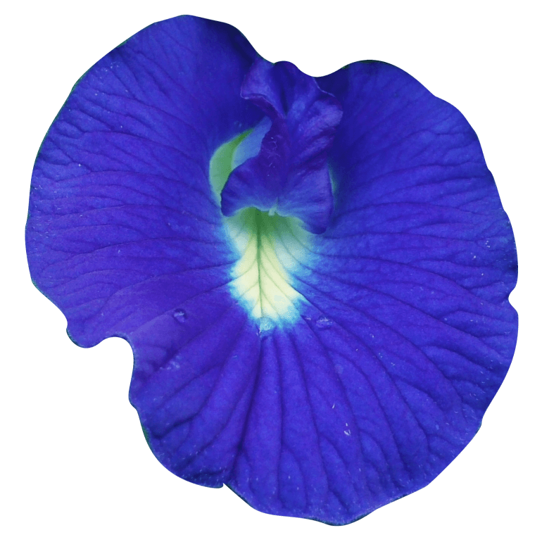 Flor Fada Azul Oficial | Home